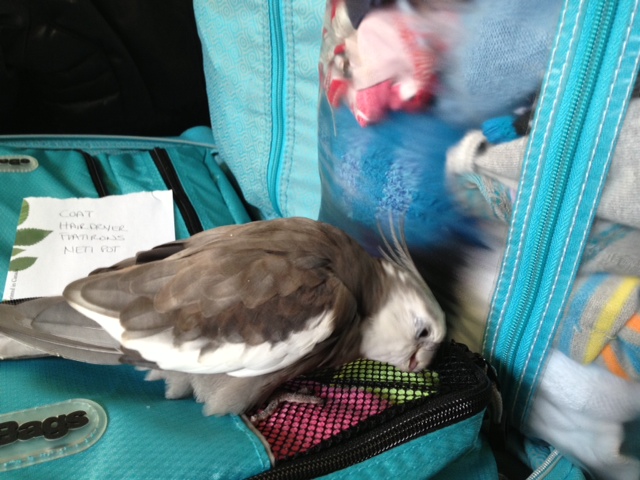 Pearl helps his mommy to pack for a trip.