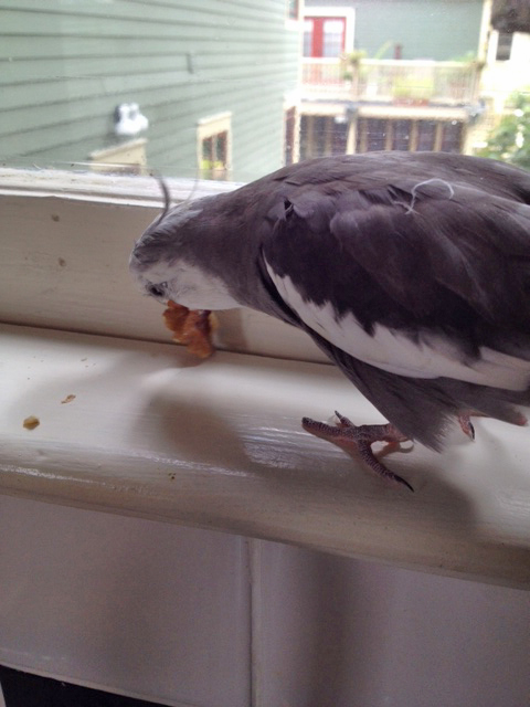 As a subject matter expert in this area, it is my job to instantly grasp the nature and flavor of this U.F.O.