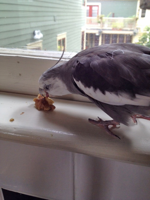 I must say - this U.F.O. is particularly flavorful. I would characterize its flavor profile as "nutty."