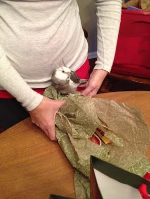Pearl helps his Mommy wrap holiday gifts.