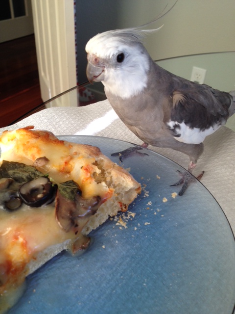 Oh boy oh boy. An unattended gourmet morsel. It must be for me.