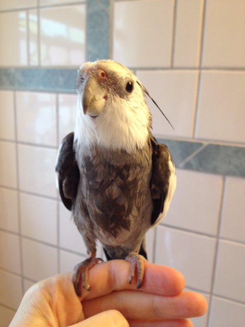 Cute parrot exits shower.