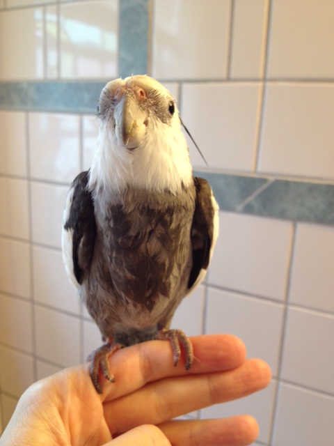 "Cuteness?" Sure - I can do "cuteness" for you.