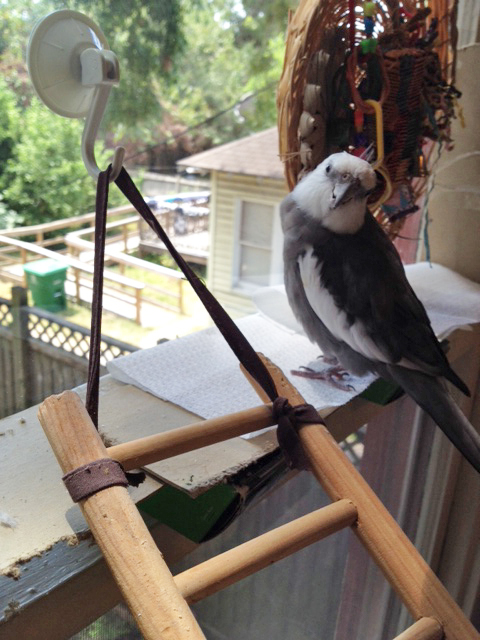 Here, the artist demonstrates "nonchalance" - as in "Art? What art?"