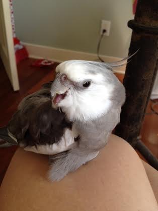 Here, the feathery celebrity "multi-tasks" while celebrating "Labor Day" by giving his assistant an impromptu performance review.
