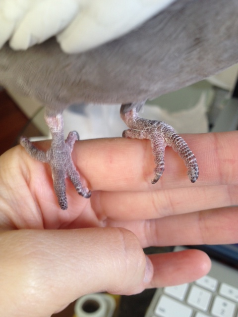 The model displays his 8 toes with 5 very attractive claws.