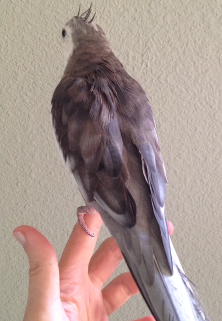 The model displays his very attractive wings, with long flight feathers visible on the right wing only. 