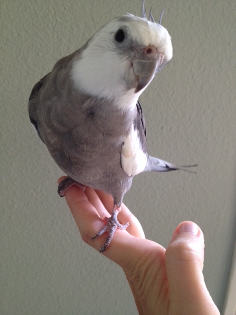 Here, the "Special Needs" Spokesbird demonstrates obvious acting talent (proving again that the camera loves him).