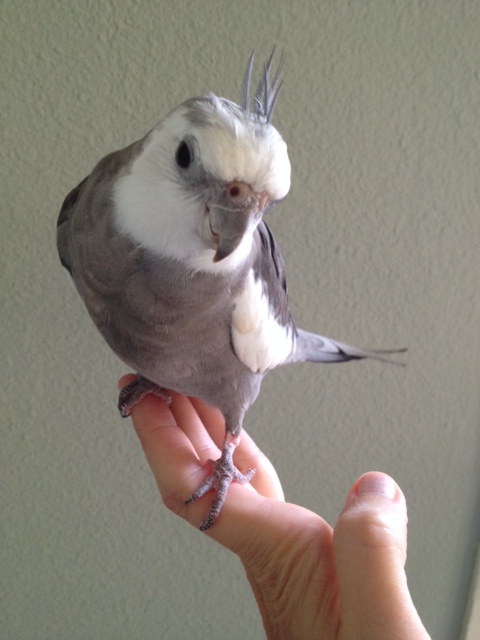 The very attractive Special Needs Spokesbird displays poise and prettiness.