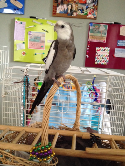 So here, you are sitting on your wicker basket perch. Suddenly your large featherless assistant gets up and makes for the door. You let out a shriek. She comes right back in.