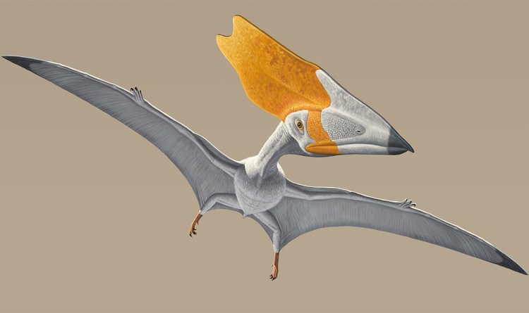 A Thalassodromeus, showing off his extra-large crest. -Image courtesy of IBTimes