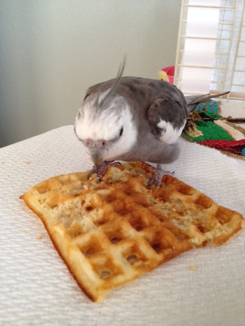 Start out strong. Climb right onto the delicacy. Grip it with your claws and look grumpy.