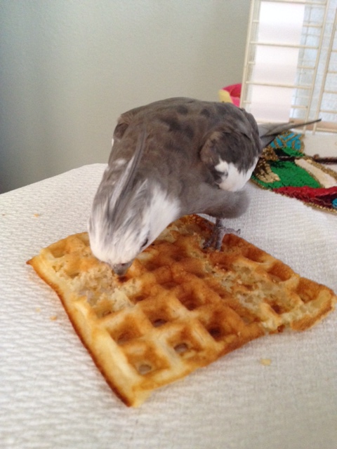 If that doesn't stop the minions from advancing, look down at the delicacy like you are just noticing it for the first time. Try to radiate confusion (here think "I didn't order this!?")