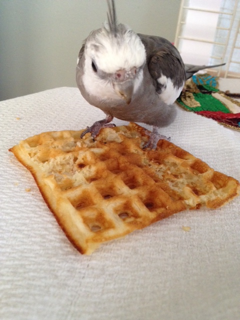 If all else fails, fall back to your last resort weapon, "Cuteness." Your minions will be so smitten they will forget all about the delicacy you are guarding.