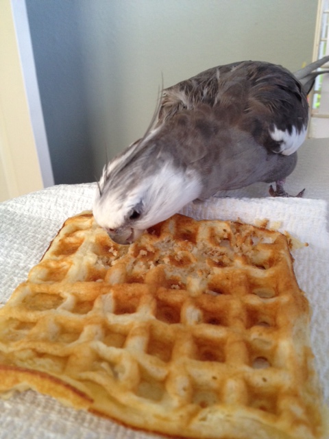 This is a particularly fetching specimen, I must say.