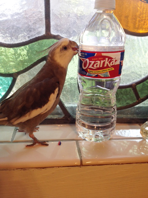 With this kind of victim, I like to employ the "beak" as my weapon of choice.