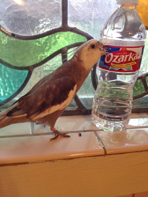 I will just continue shredding in a straight downward motion.