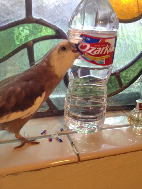 And now for the final "Shred o' Death" (one of my signature moves).