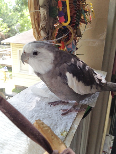 Glaring at his large featherless assistant lets her know to escort the paparazzi out so the exhausted master can rest.