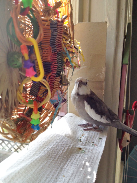 A rare glimpse of the reclusive master "improvisational remodeler" at the start of a new project.