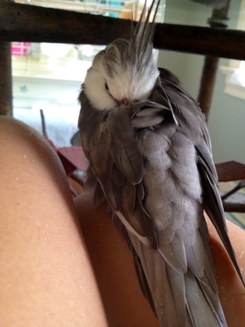 Here, the feathery celebrity celebrates "Labor Day" (while making sure his assistant continues doing her job).