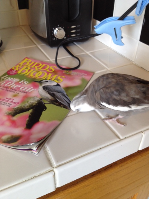 And while I do like the current cover model's coloration, he doesn't seem to know how to "work the camera." 