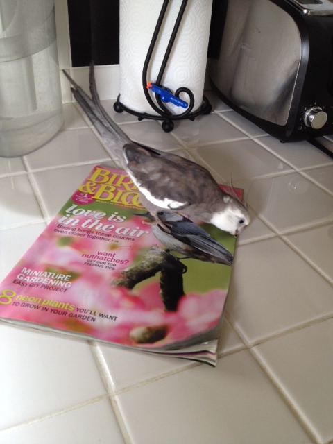 On the plus side, the pages are thin and crispy - just the way I like them.