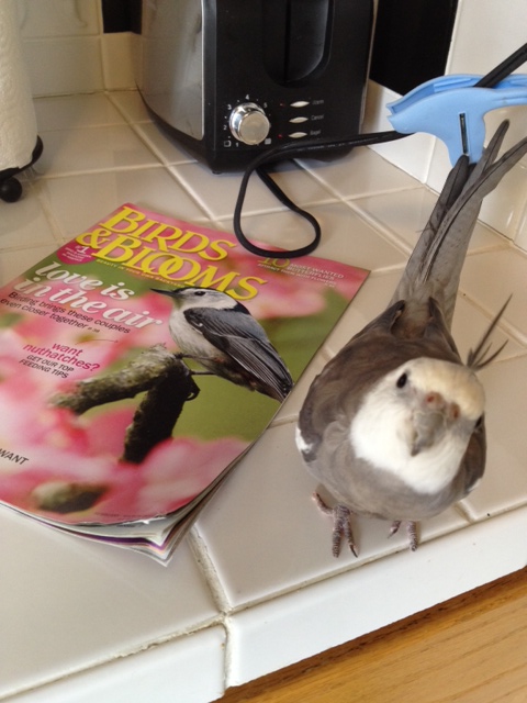 Ok, Mom - tell them I'll do it. But be sure to send them my "tech rider" - the one titled "Star Requires Waffles."