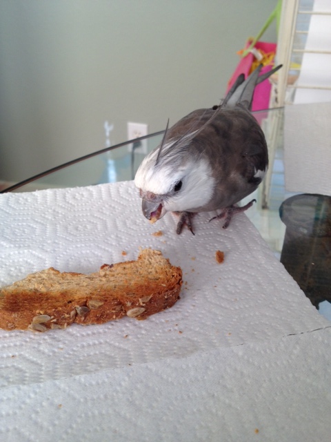 "Bond" pauses for a snack (chomping is hard work!)