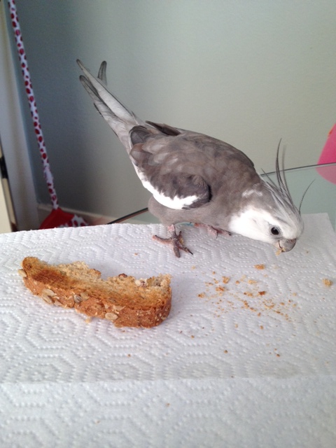 Fans wait politely until "Bond" has eaten his fill (using the extra time to snap more fan photos).