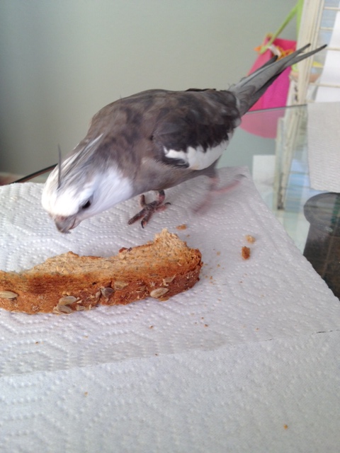 "Bond" wastes no time closing in on the fierce (and crispy) prey.