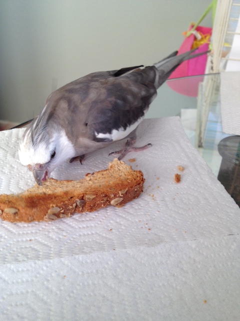 Chewing steadily now, "Bond" immobilizes the prey from head to toe.