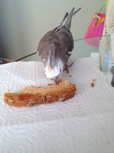 He resumes chewing, sending a clear message to the prey that an  escape attempt is futile.