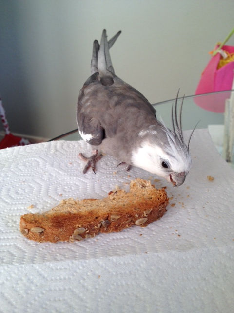 Completing a full body scan, he pronounces the prey "expired."