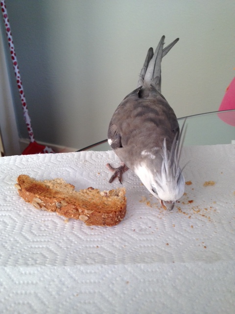 After the performance, hors d'oeuvres are served (compliments of the prey).