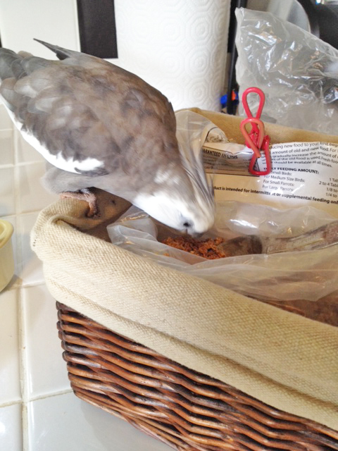 And the eagle has landed! 