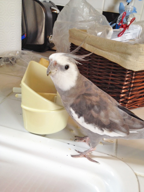 Mom? I'm thirsty. The faucet, Mom - just like we drilled.
