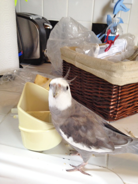 Well, that was better, Mom - I'd give it a "2" out of "5" stars. But we've still got a lot of work to do.