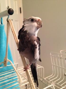 As photographer and press secretary, you will be in charge of capturing and sharing precious moments for fans and the media.