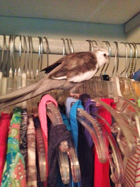 I don't recognize any of you. Prepare to have your identities checked!