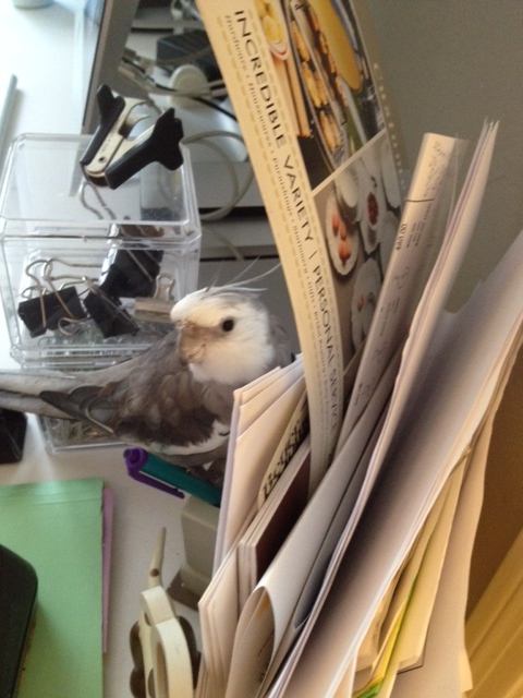 This is the same kind of crunchy paper she normally consults when she cooks.