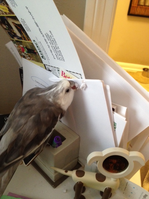 You just rest your wing - I'll have this pile shredded for you in no time!