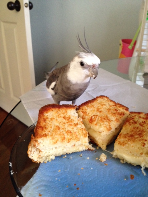 A fan photo "with grilled cheese" during my rare ground-side visit? Sure, Mom - anything for my fans! 