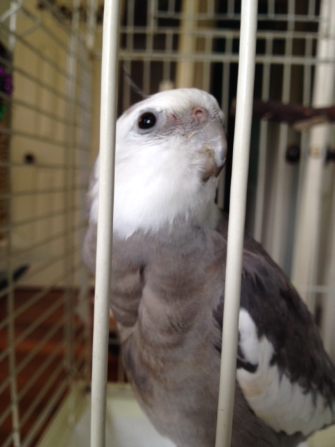 Look - here is an activity now! Here I am looking very cute in my cage (be sure to write that down, okay?)