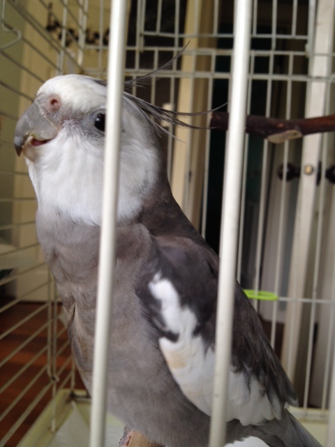 And here is me doing some "acting" - here I am displaying "fierce cuteness."