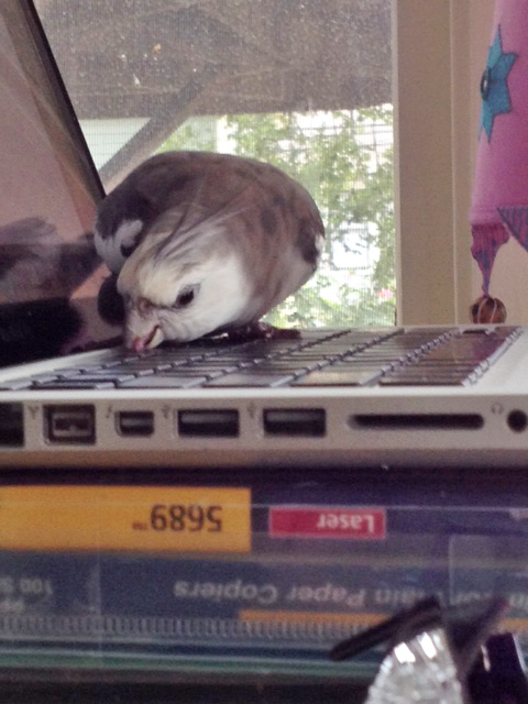 So many keys, so little time.