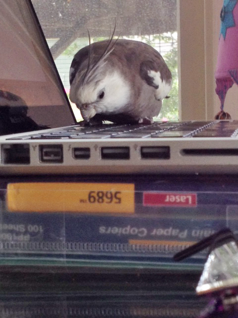 Haha. I call "keyboard!"