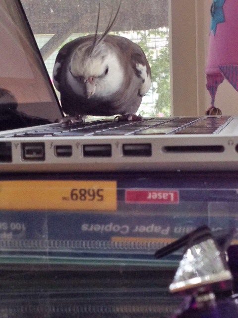 Let me first just assume my "sumo key wrestling stance."