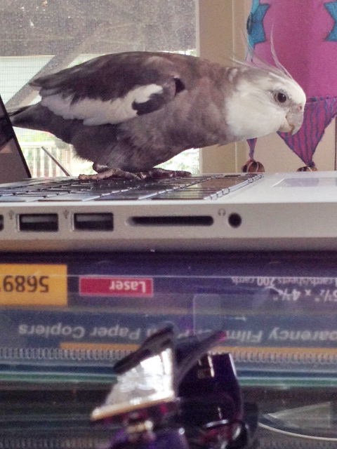 Your turn to use the computer? Nope - I'm pretty sure it's still my turn, Mom.