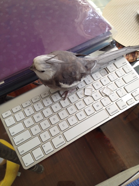 My large featherless assistant thinks I can't see her over there waiting on that small shelled being. I'll just let her know this "shared service" is unacceptable.